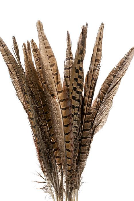 10-12" Pheasant Feather Natural Pkg/12