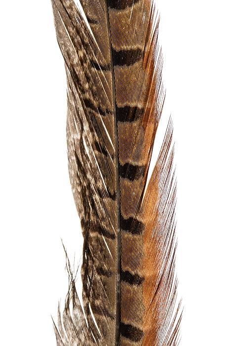 10-12" Pheasant Feather Natural Pkg/12