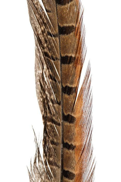 10-12" Pheasant Feather Natural Pkg/12