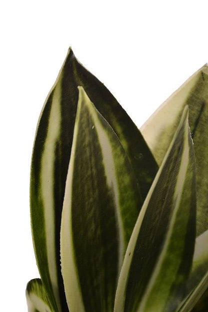 8" Mini Bromeliad Plant Variegated Green