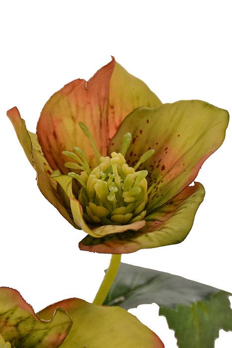 22" Helleborus Spray Sage/burgundy