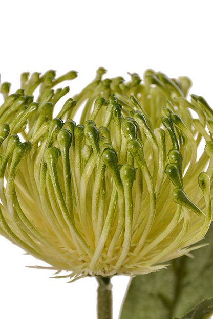 26" Open Needle Protea Green
