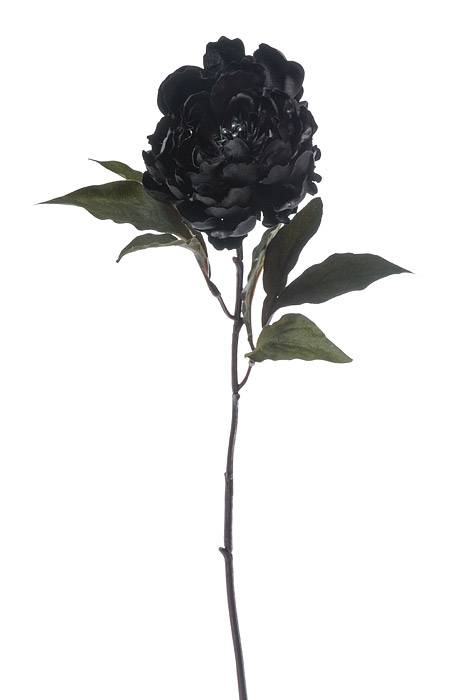 18.5" Silk Peony Spray Black