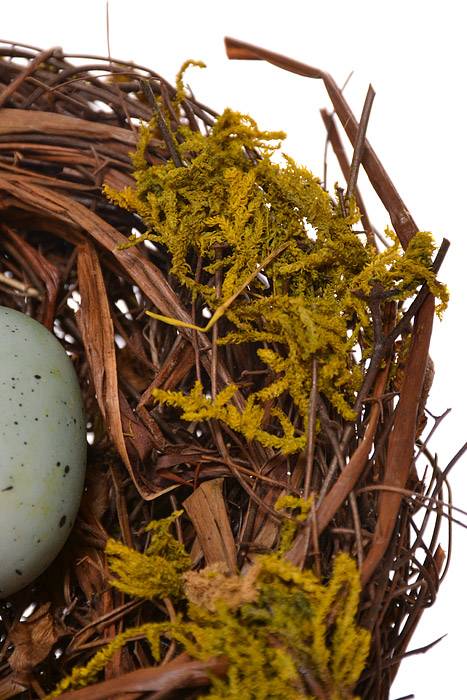 5" Bird Nest W/Egg Pick Natural Blue