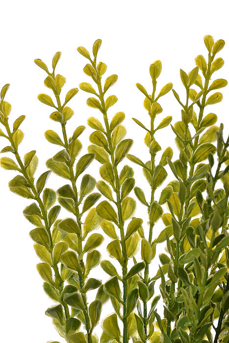 21&quot; Button Bush Green