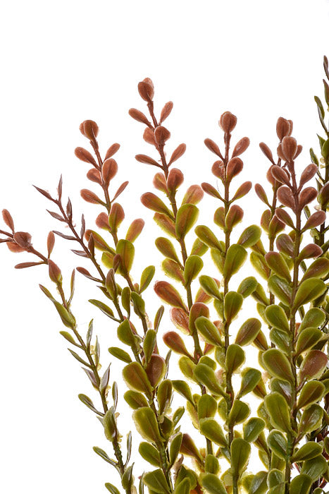 21&quot; Button Bush Burgundy/Green