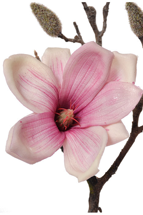 19" Silk Magnolia Spray Beauty