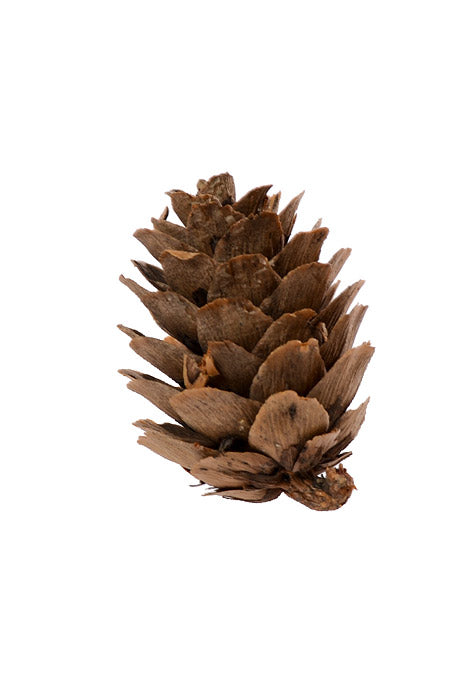 1-2" Mini Pine Cone Natural Pkg/0.5Lb