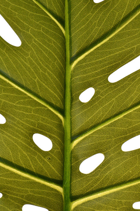 30" Single Large Monstera Green