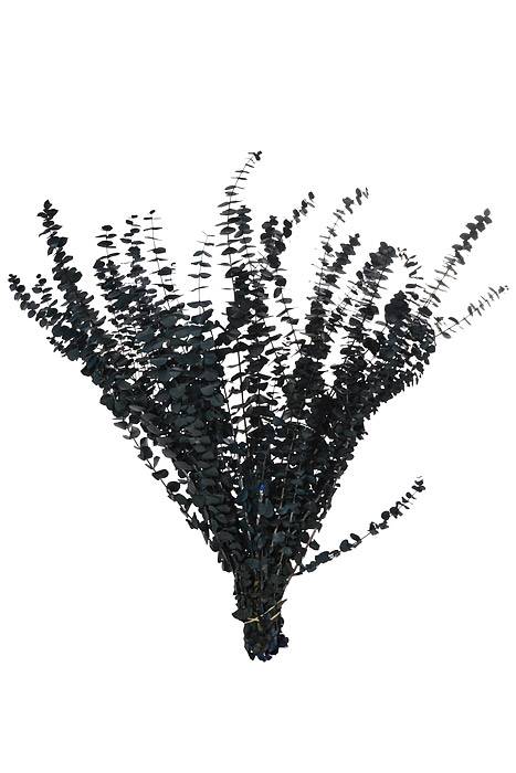 Eucalyptus Baby-Washed (16 Oz) Dark Blue