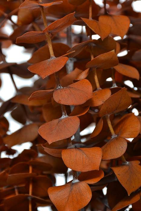 Pres Baby Eucalyptus Wash (16 Oz) Orange