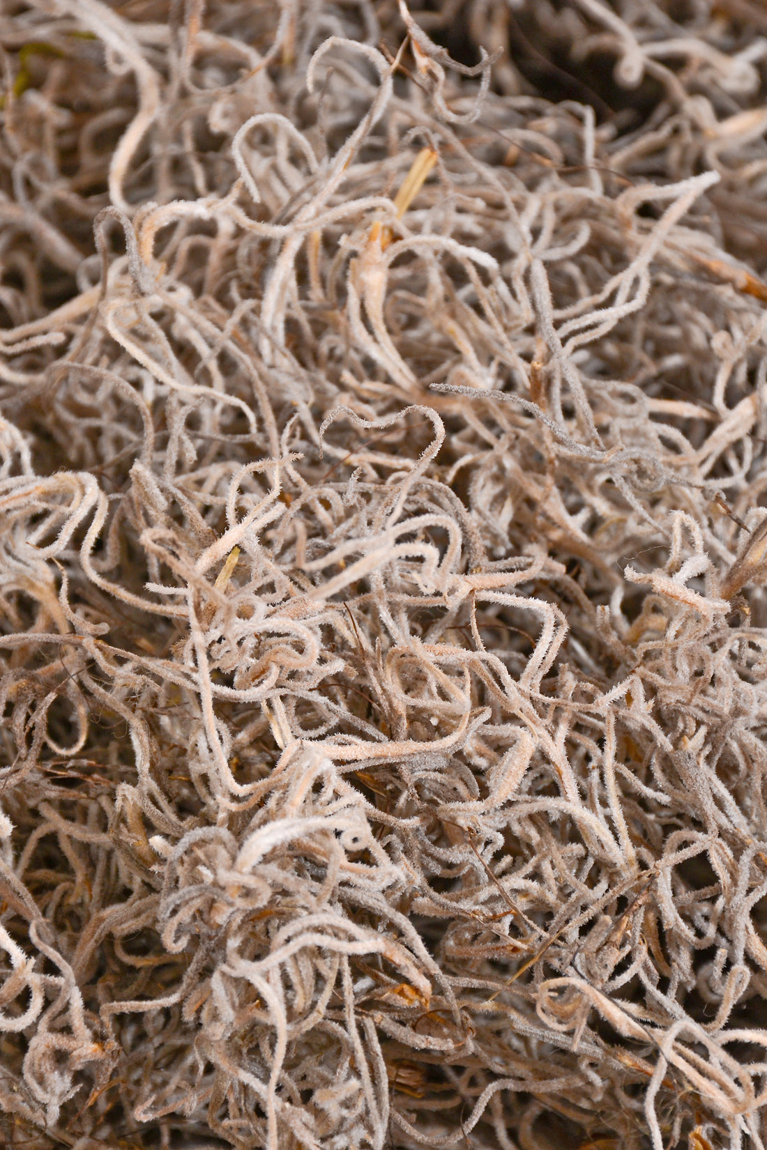 Spanish Moss Natural Pkg/1Lb