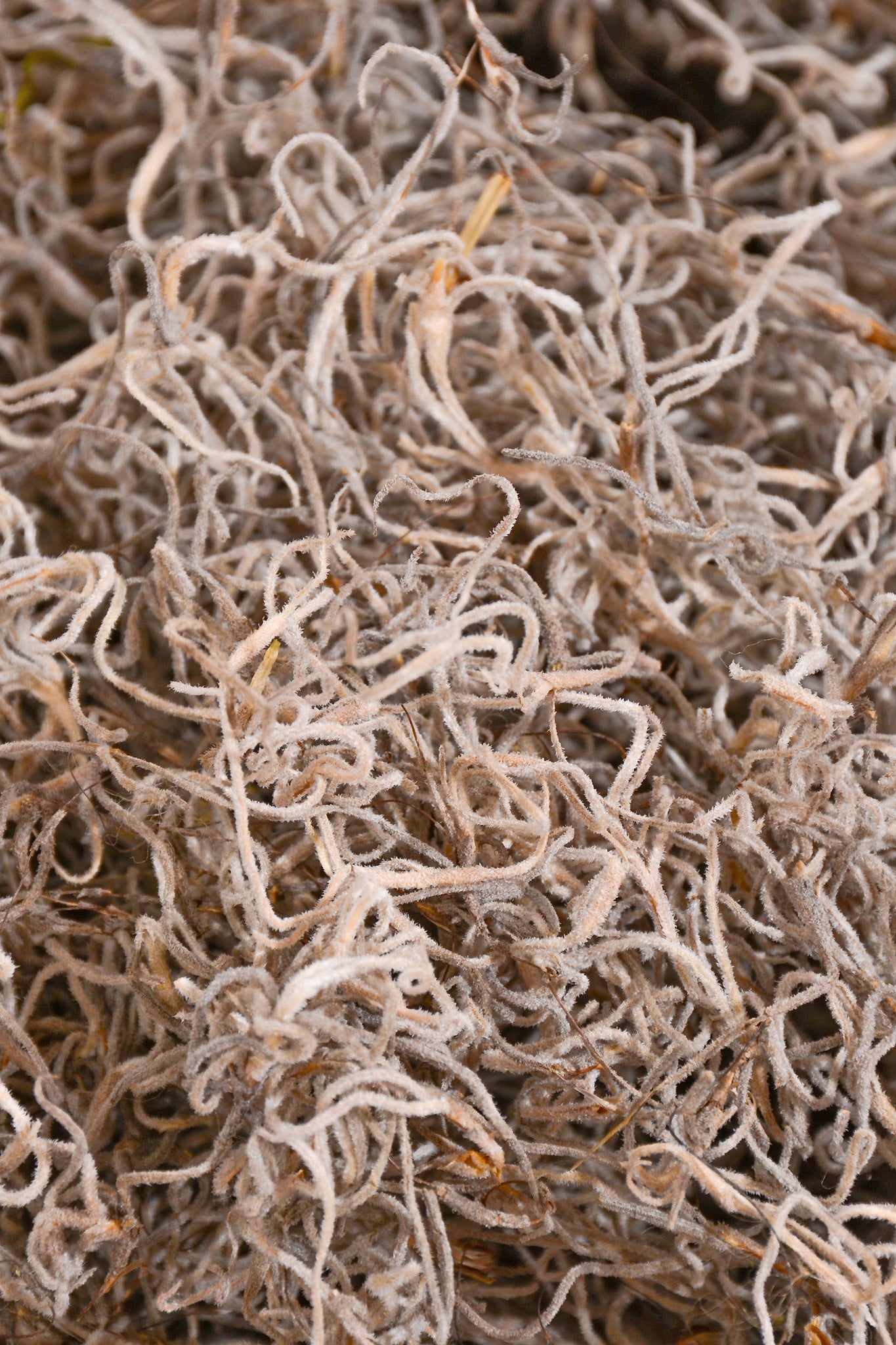 Spanish Moss Natural Pkg/1Lb