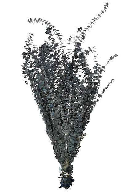 Eucalyptus Baby-Frost (16 Oz) Dark Blue