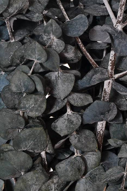 Eucalyptus Baby-Frost (16 Oz) Dark Blue