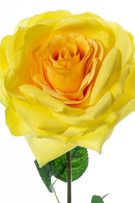 20" Open Rose Spray Yellow