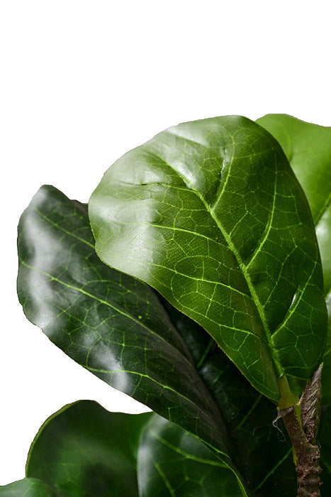 71" Fiddle Leaf Tree In Pot Green