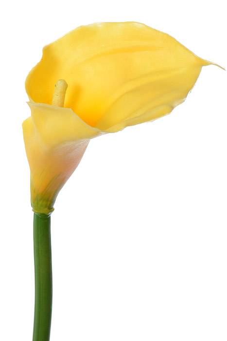 28" Large Calla Lily Yellow