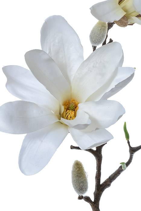 24" Silk Magnolia Spray Cream