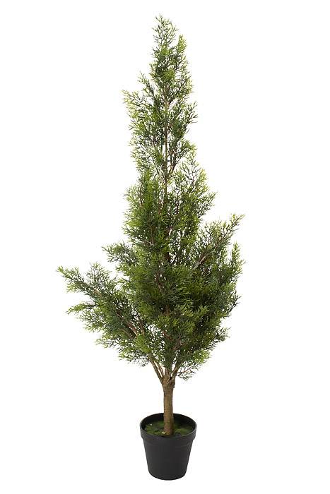 3ft Cedar Tree In Pot Green