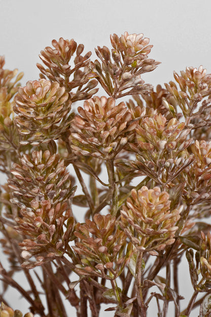 20.5" Artificial Sedum Spray Brown/White