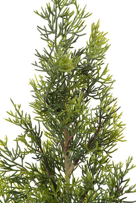 3ft Cedar Tree In Pot Green