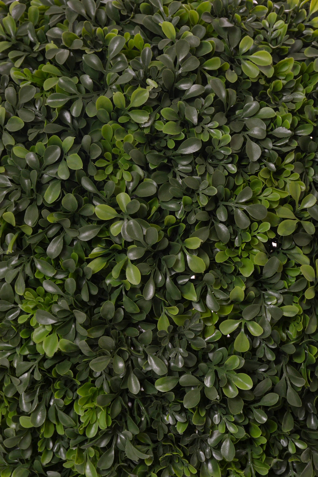 30" Boxwood Topiary w/Pot Green