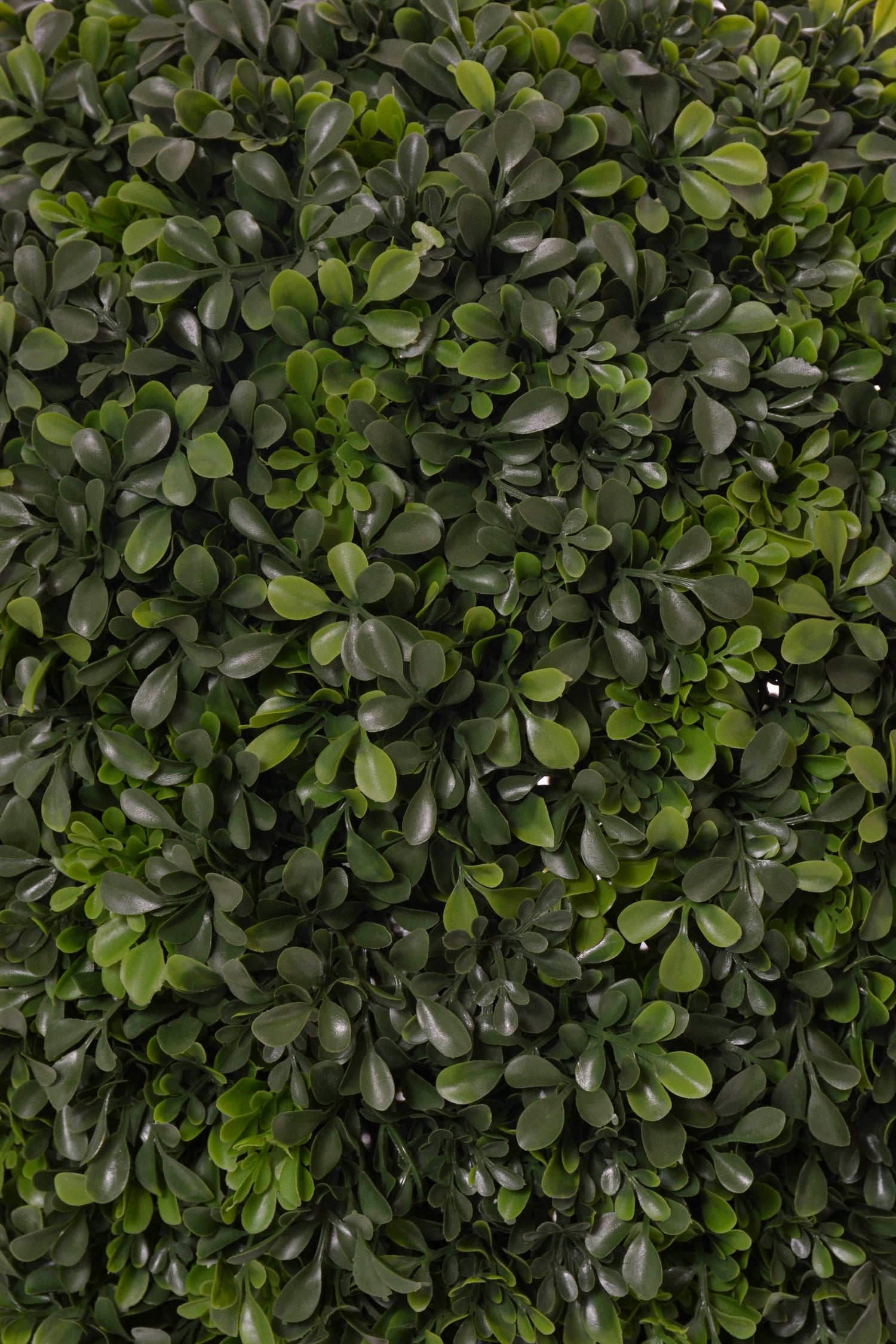 30" Boxwood Topiary w/Pot Green