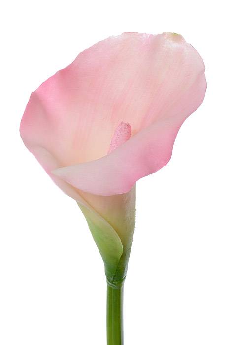 21" Calla Lily Stem Pink