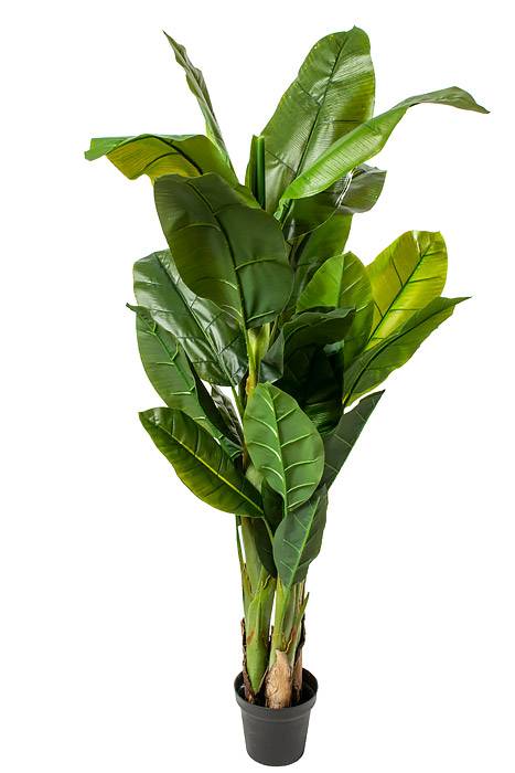 5ft Banana Tree In Pot Green