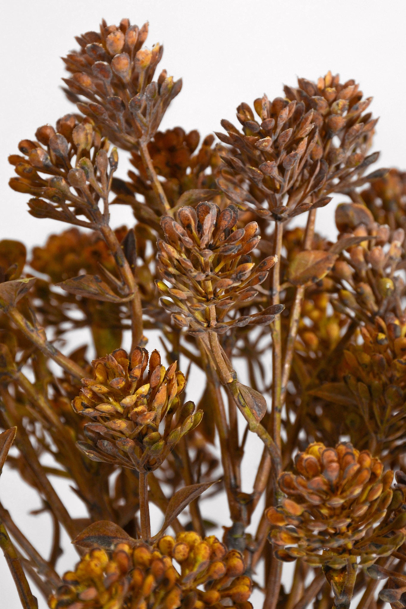 20.5" Artificial Sedum Spray Brown