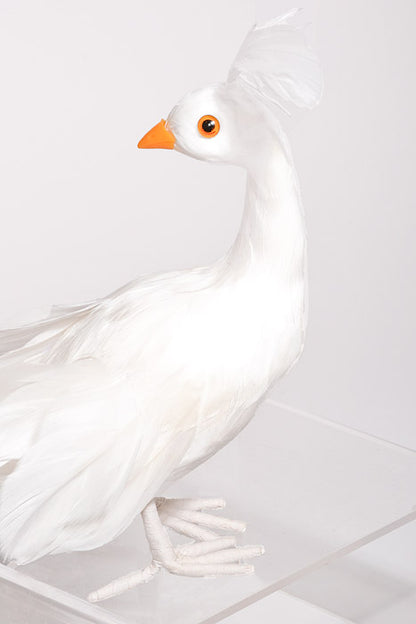 20" Feather Standing Peacock White