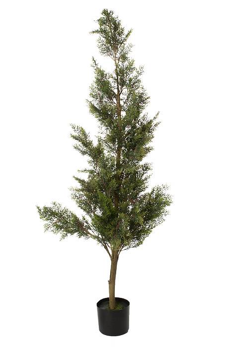 5ft Cedar Tree In Pot Green