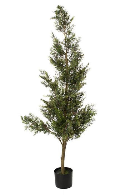 5ft Cedar Tree In Pot Green