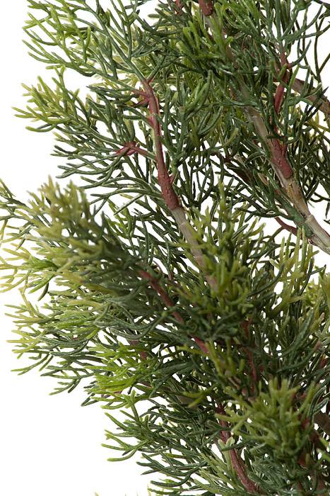 5ft Cedar Tree In Pot Green