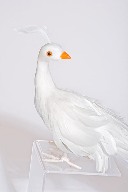 29" Feather Standing Peacock White