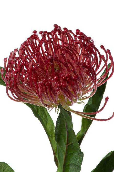 26" Artificial Open Needle Protea Coral