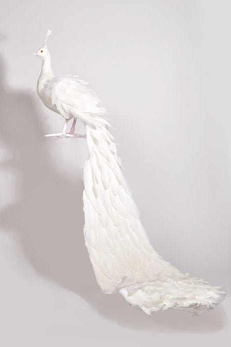 56" Feather Standing Peacock White