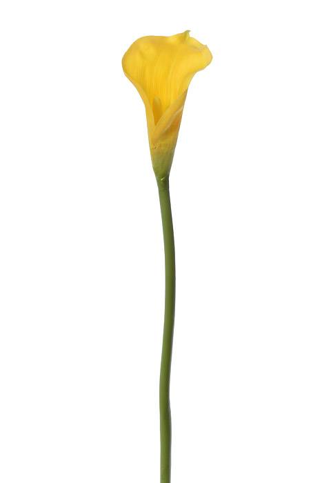 26" Calla Lily Stem Yellow