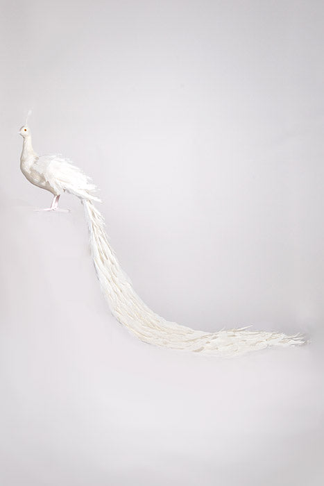 56" Feather Standing Peacock White