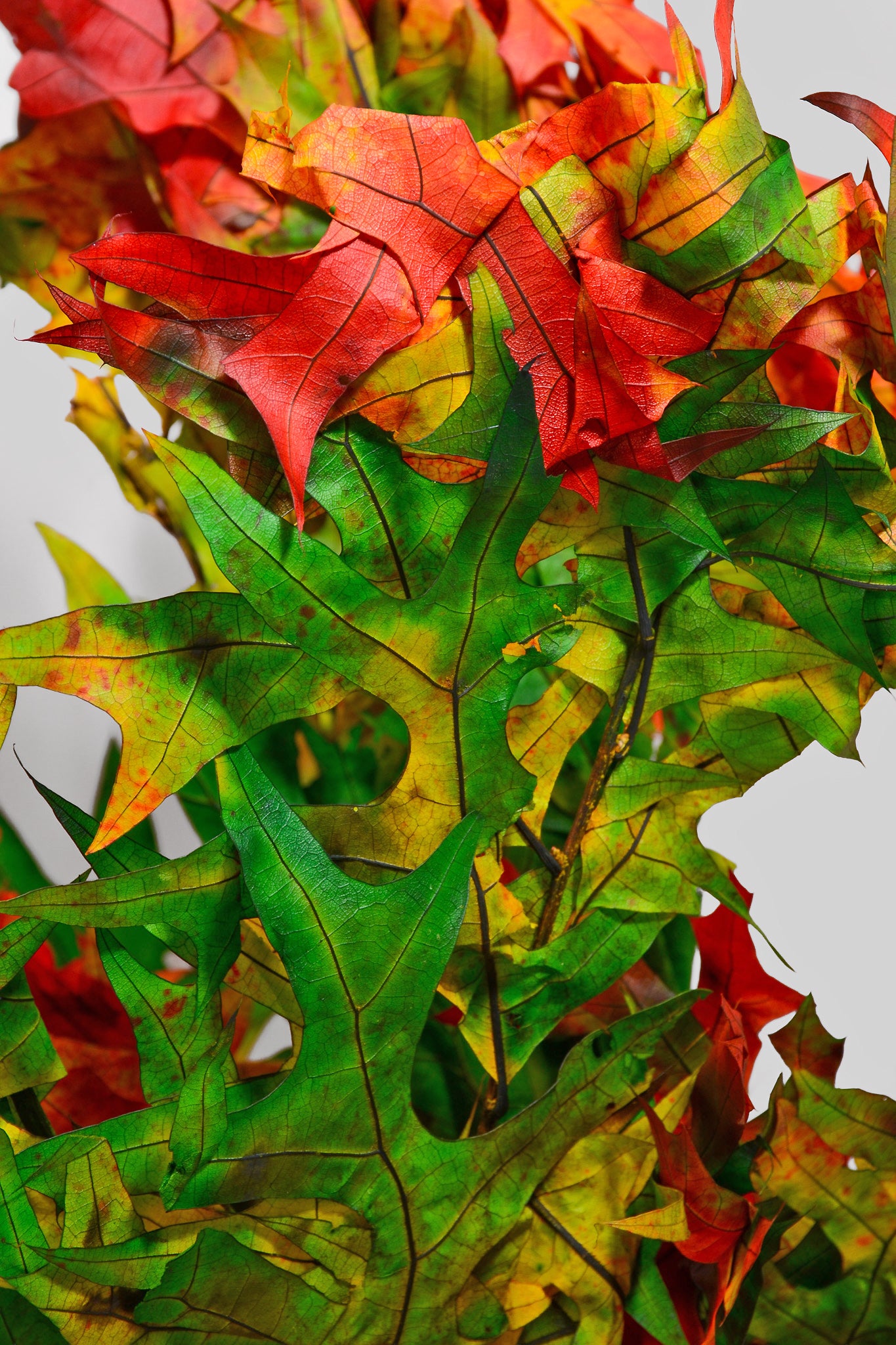 Transparent Oak Leaves Harvestone Pkg/1lb