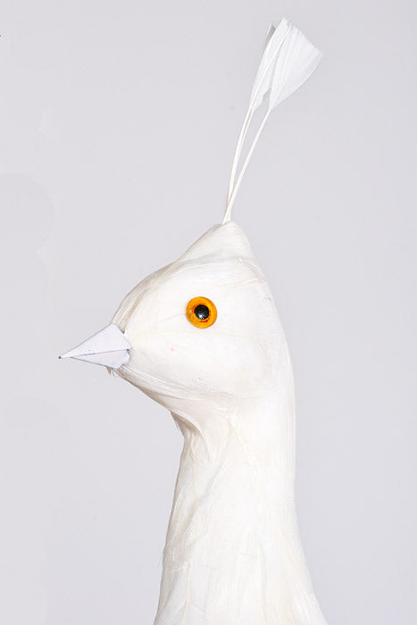 56" Feather Standing Peacock White