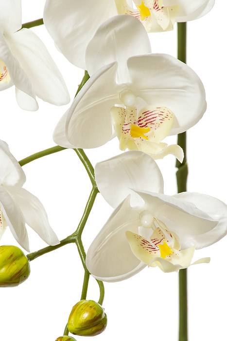 40" Silk Phalaenopsis Spray White