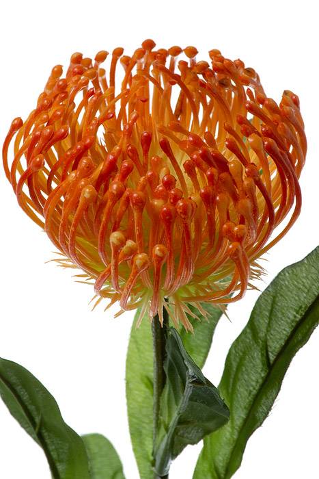 26" Artificial Open Needle Protea Orange