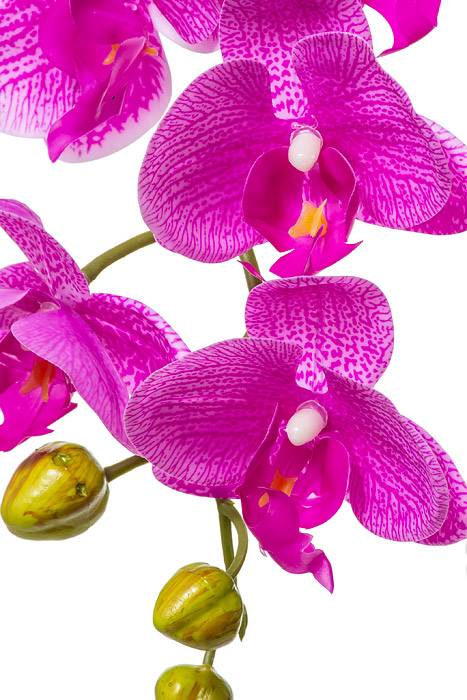 40" Silk Phalaenopsis Spray Light Purple