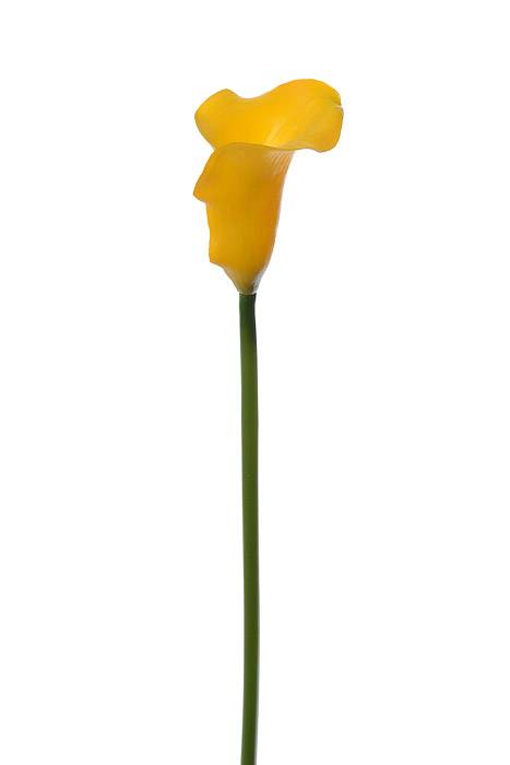 24" Calla Lily Spray Yellow