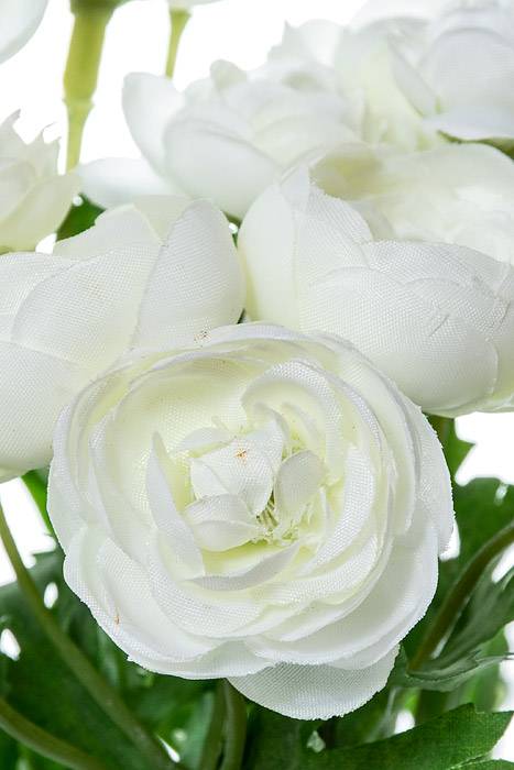 10&quot; Silk Mini Ranunculus Bush Cream