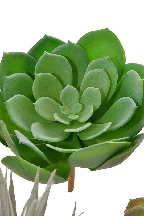 7" Succulent Assortment Green
