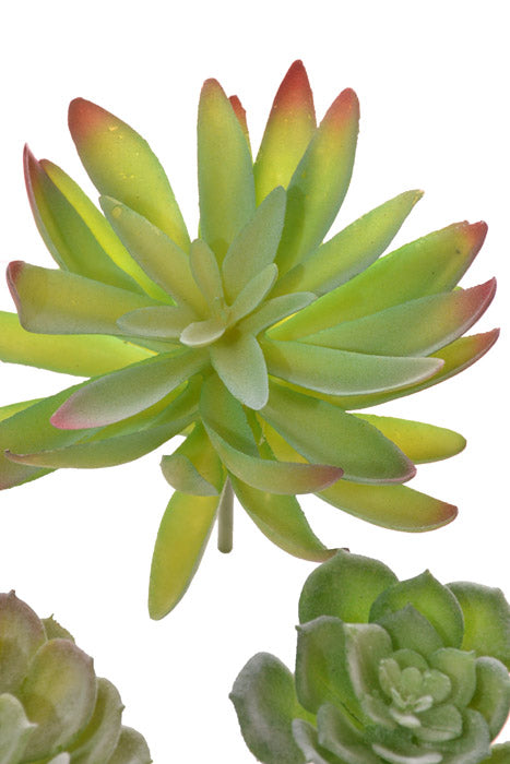 7" Succulent Assortment Green