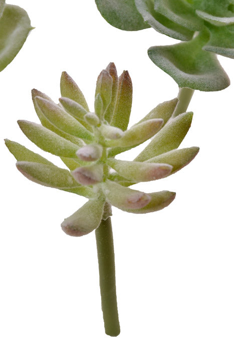 7" Succulent Assortment Green